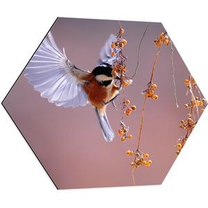 WallClassics - Dibond Hexagon - Klein Vogeltje Eet Besjes tijdens het Vliegen - 80x69.6 cm Foto op Hexagon (Met Ophangsysteem)