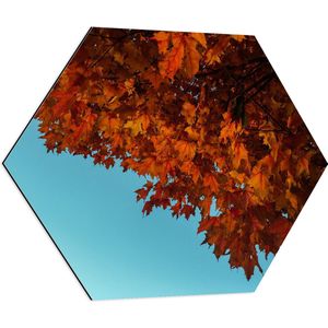 WallClassics - Dibond Hexagon - Herfstbladeren aan een Boom - 70x60.9 cm Foto op Hexagon (Met Ophangsysteem)