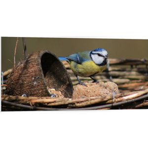 WallClassics - PVC Schuimplaat- Pimpelmees Vogel in een Nestje - 100x50 cm Foto op PVC Schuimplaat
