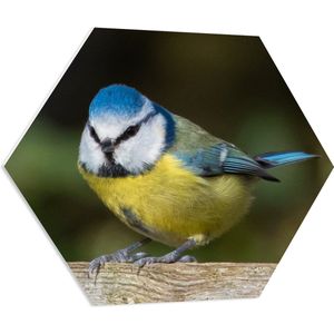 WallClassics - PVC Schuimplaat Hexagon  - Pimpelmees Vogel - 70x60.9 cm Foto op Hexagon (Met Ophangsysteem)