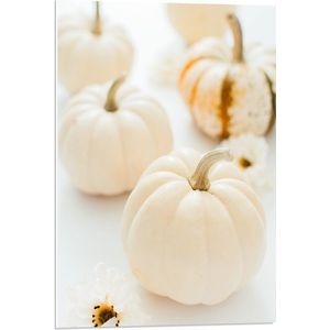 WallClassics - PVC Schuimplaat- Witte Pompoenen - 50x75 cm Foto op PVC Schuimplaat
