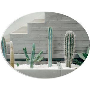 WallClassics - PVC Schuimplaat Ovaal - Cactus Plantenbak - 40x30 cm Foto op Ovaal  (Met Ophangsysteem)