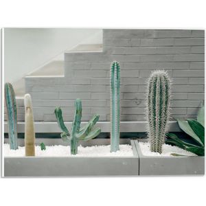 WallClassics - PVC Schuimplaat- Cactus Plantenbak - 40x30 cm Foto op PVC Schuimplaat