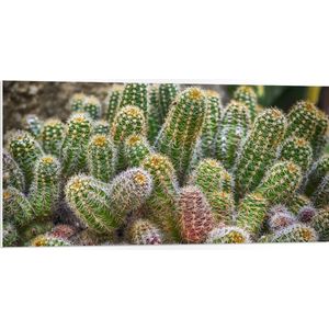 WallClassics - PVC Schuimplaat- Kleine Cactussen bij Elkaar - 100x50 cm Foto op PVC Schuimplaat