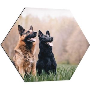 WallClassics - Dibond Hexagon - Twee Herders Honden in het Gras - 80x69.6 cm Foto op Hexagon (Met Ophangsysteem)