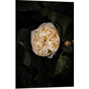 WallClassics - PVC Schuimplaat - Witte Bloem aan Groene Struik - 70x105 cm Foto op PVC Schuimplaat (Met Ophangsysteem)
