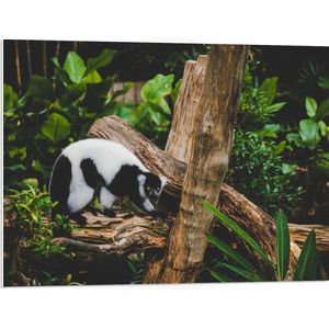 WallClassics - PVC Schuimplaat- Zwart met Witte Vari op een Boomstam - 80x60 cm Foto op PVC Schuimplaat