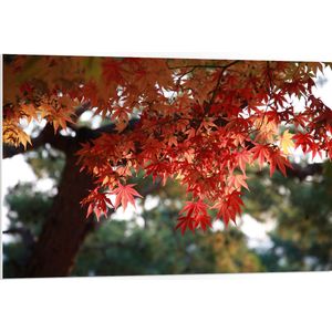 WallClassics - PVC Schuimplaat- Rode Bladeren aan Boom - 105x70 cm Foto op PVC Schuimplaat
