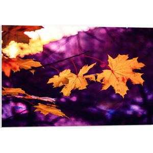 WallClassics - PVC Schuimplaat - Oranje Herfstbladeren met Paarse Achtergrond - 75x50 cm Foto op PVC Schuimplaat (Met Ophangsysteem)