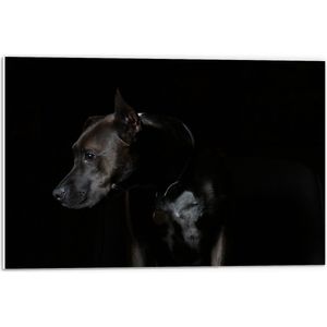 WallClassics - PVC Schuimplaat - Zwarte Hond met Donkere Achtergrond - 60x40 cm Foto op PVC Schuimplaat (Met Ophangsysteem)