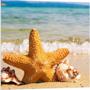 WallClassics - PVC Schuimplaat- Ster met Schelpjes op het Strand - 80x80 cm Foto op PVC Schuimplaat