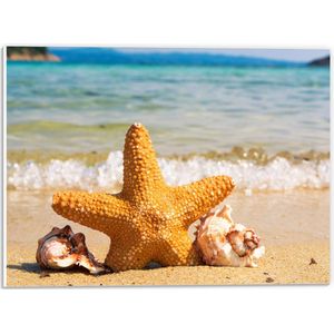 WallClassics - PVC Schuimplaat- Ster met Schelpjes op het Strand - 40x30 cm Foto op PVC Schuimplaat