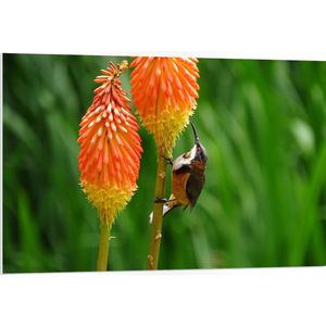 WallClassics - PVC Schuimplaat- Zwarthalshoning Vogel op oranje Vuurpijl Bloem - 105x70 cm Foto op PVC Schuimplaat