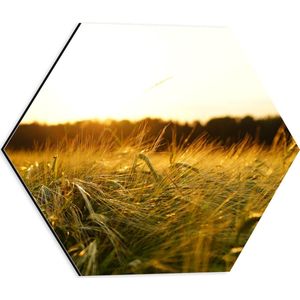 WallClassics - Dibond Hexagon - Sprinkhaan in het Gras - 40x34.8 cm Foto op Hexagon (Met Ophangsysteem)
