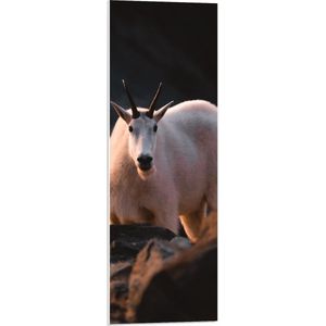 WallClassics - PVC Schuimplaat- Witte Geit in de Bergen - 30x90 cm Foto op PVC Schuimplaat
