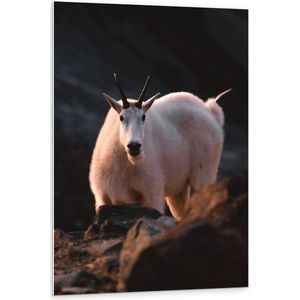 WallClassics - PVC Schuimplaat- Witte Geit in de Bergen - 80x120 cm Foto op PVC Schuimplaat