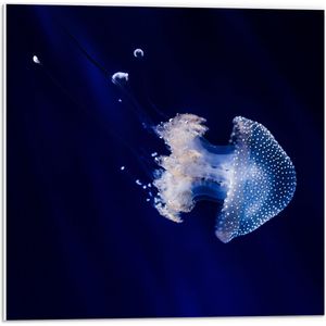 WallClassics - PVC Schuimplaat - Witte Kwal onder Blauw Water - 50x50 cm Foto op PVC Schuimplaat (Met Ophangsysteem)