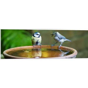 WallClassics - PVC Schuimplaat- Vogeltjes Fluitend bij een Drinkbak - 90x30 cm Foto op PVC Schuimplaat