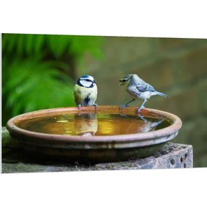 WallClassics - PVC Schuimplaat - Vogeltjes Fluitend bij een Drinkbak - 120x80 cm Foto op PVC Schuimplaat (Met Ophangsysteem)