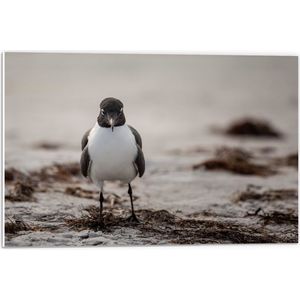 WallClassics - PVC Schuimplaat- Wit met Zwarte Vogel - 60x40 cm Foto op PVC Schuimplaat