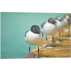 WallClassics - Vlag - Vogels op de Steiger - 75x50 cm Foto op Polyester Vlag