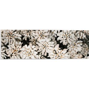WallClassics - PVC Schuimplaat- Struik met Witte Bloemetjes - 60x20 cm Foto op PVC Schuimplaat