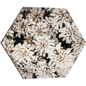 WallClassics - Dibond Hexagon - Struik met Witte Bloemetjes - 50x43.5 cm Foto op Hexagon (Met Ophangsysteem)