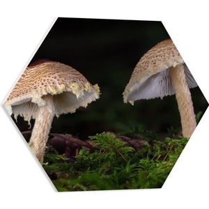 WallClassics - PVC Schuimplaat Hexagon  - Twee Paddestoelen in het Bos - 50x43.5 cm Foto op Hexagon (Met Ophangsysteem)