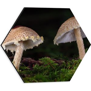 WallClassics - Dibond Hexagon - Twee Paddestoelen in het Bos - 30x26.1 cm Foto op Hexagon (Met Ophangsysteem)