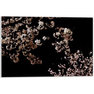WallClassics - PVC Schuimplaat- Wit met Roze Bloementjes met Zwarte Achtergrond - 60x40 cm Foto op PVC Schuimplaat