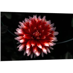 WallClassics - PVC Schuimplaat- Roze met Rode Bloem - 120x80 cm Foto op PVC Schuimplaat