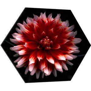 WallClassics - Dibond Hexagon - Roze met Rode Bloem - 70x60.9 cm Foto op Hexagon (Met Ophangsysteem)