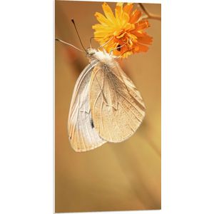 WallClassics - PVC Schuimplaat- Witte Vlinder op Oranje Bloem - 50x100 cm Foto op PVC Schuimplaat