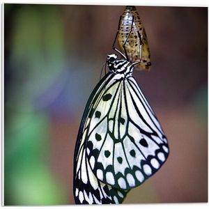 WallClassics - PVC Schuimplaat- Zwart met Witte Vlinder komt uit Cocon - 50x50 cm Foto op PVC Schuimplaat