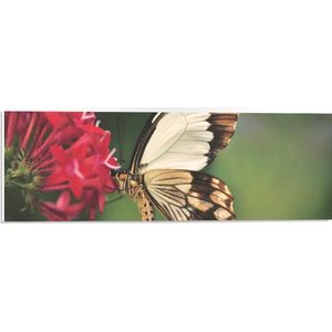 WallClassics - PVC Schuimplaat- Bruin met Witte Vlinder bij Rode Bloem - 60x20 cm Foto op PVC Schuimplaat