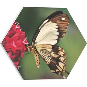 WallClassics - PVC Schuimplaat Hexagon  - Bruin met Witte Vlinder bij Rode Bloem - 40x34.8 cm Foto op Hexagon (Met Ophangsysteem)