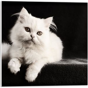 WallClassics - PVC Schuimplaat - Witte Poes met Zwarte Achtergrond - 50x50 cm Foto op PVC Schuimplaat (Met Ophangsysteem)