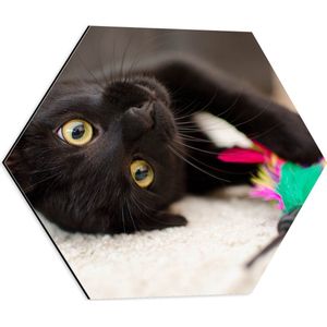 WallClassics - Dibond Hexagon - Spelende Zwarte Poes - 50x43.5 cm Foto op Hexagon (Met Ophangsysteem)