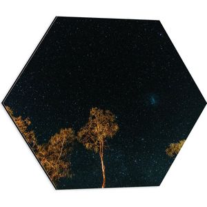 WallClassics - Dibond Hexagon - Bomen in de Nacht onder Sterrenhemel - 50x43.5 cm Foto op Hexagon (Met Ophangsysteem)