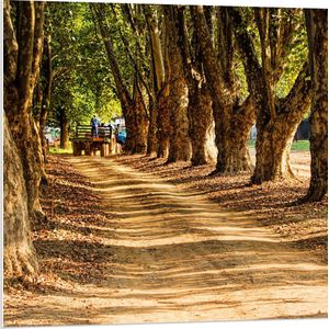 WallClassics - PVC Schuimplaat- Boer op Tractor op Bospad - 80x80 cm Foto op PVC Schuimplaat