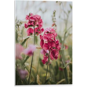 WallClassics - PVC Schuimplaat- Roze Narcissen tussen Groene Grassprieten - 40x60 cm Foto op PVC Schuimplaat