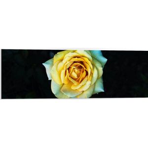 WallClassics - PVC Schuimplaat- Wit/Gele Roos - 90x30 cm Foto op PVC Schuimplaat