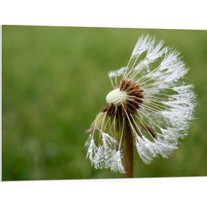 WallClassics - PVC Schuimplaat - Zaden van Paardenbloem af - 100x75 cm Foto op PVC Schuimplaat (Met Ophangsysteem)