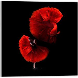 WallClassics - PVC Schuimplaat- Danser met Rode Jurk en Vis - 50x50 cm Foto op PVC Schuimplaat