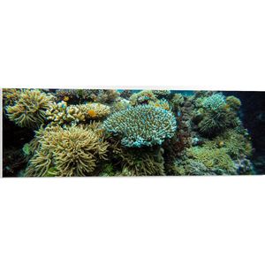 WallClassics - PVC Schuimplaat- Berg Koraal onder Water - 90x30 cm Foto op PVC Schuimplaat