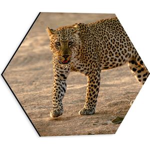 WallClassics - Dibond Hexagon - Afrikaanse Luipaard - 30x26.1 cm Foto op Hexagon (Met Ophangsysteem)