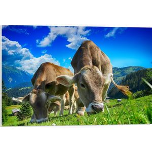 WallClassics - PVC Schuimplaat- Braunvieh Koeien tussen Bergen - 75x50 cm Foto op PVC Schuimplaat