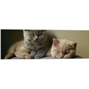 WallClassics - PVC Schuimplaat- Britse Korthaart Katten - 90x30 cm Foto op PVC Schuimplaat