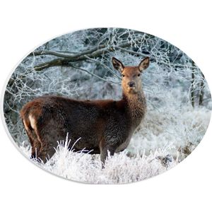 WallClassics - PVC Schuimplaat Ovaal - Hert in de Koude Bossen - 28x21 cm Foto op Ovaal  (Met Ophangsysteem)