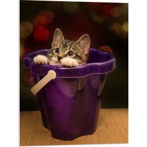 WallClassics - PVC Schuimplaat - Kitten in Paars Emmertje - 60x80 cm Foto op PVC Schuimplaat (Met Ophangsysteem)